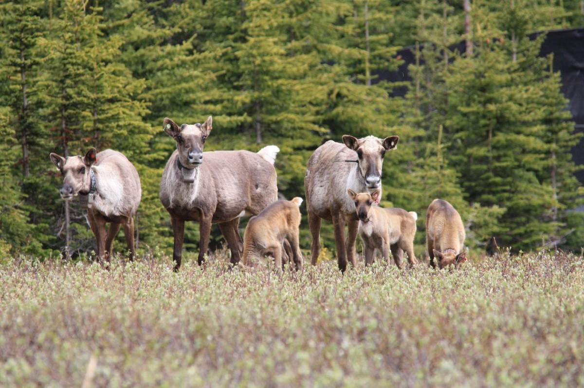 Fresh research suggests western Canada's once-dwindling caribou numbers are finally growing. A group of caribou is seen in an undated handout photo.