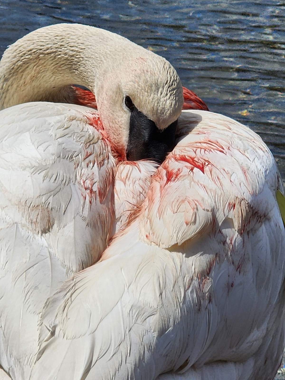 ‘Magical’ reunion of swan mates in Toronto goes viral in heartwarming video - image