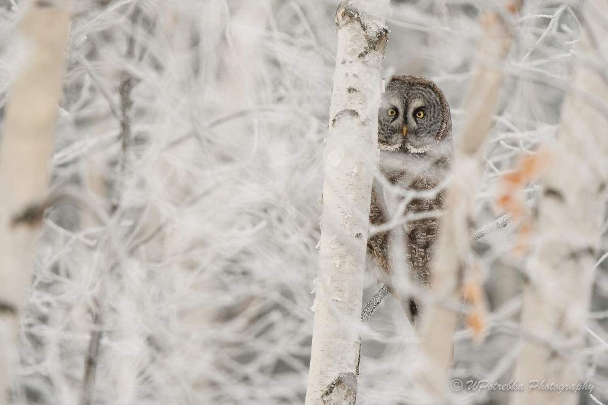 Start of spring migration has Manitoba birdwatchers flocking together - image