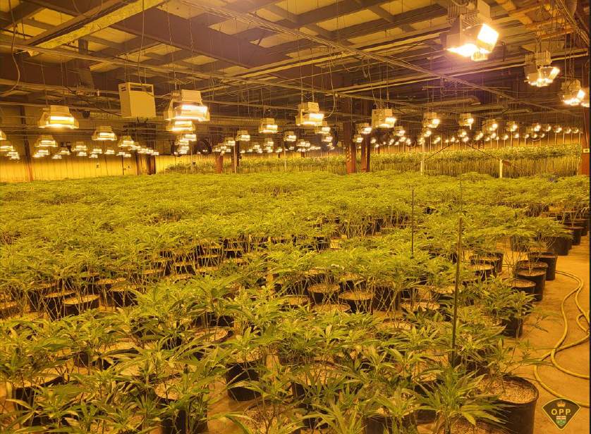 $8M worth of illicit cannabis plants seized from warehouse in Niagara Falls: OPP - image