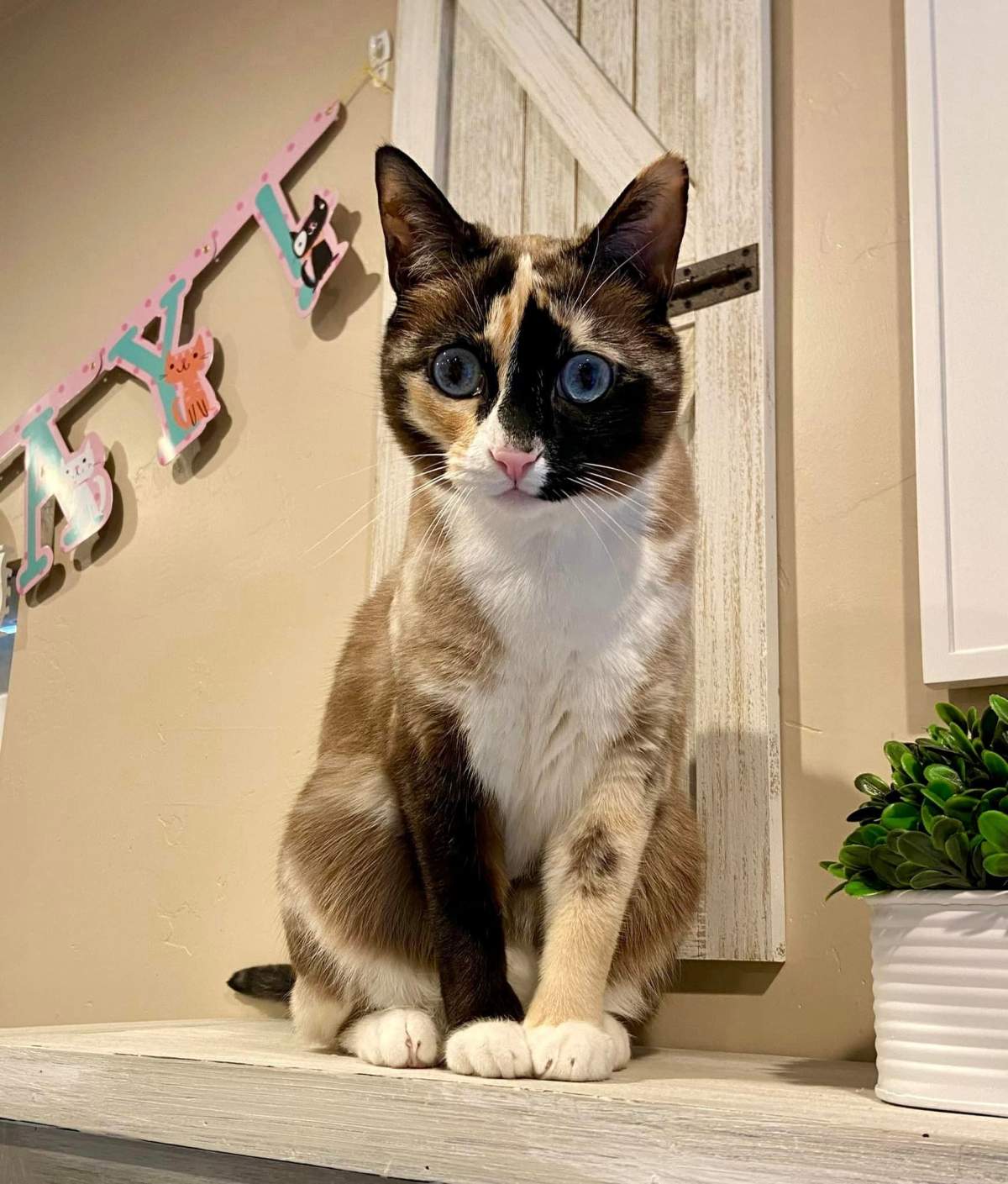 Galena the cat perched on a shelf.