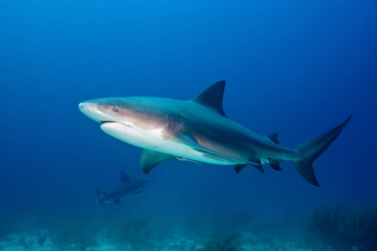 A bull shark swimming.