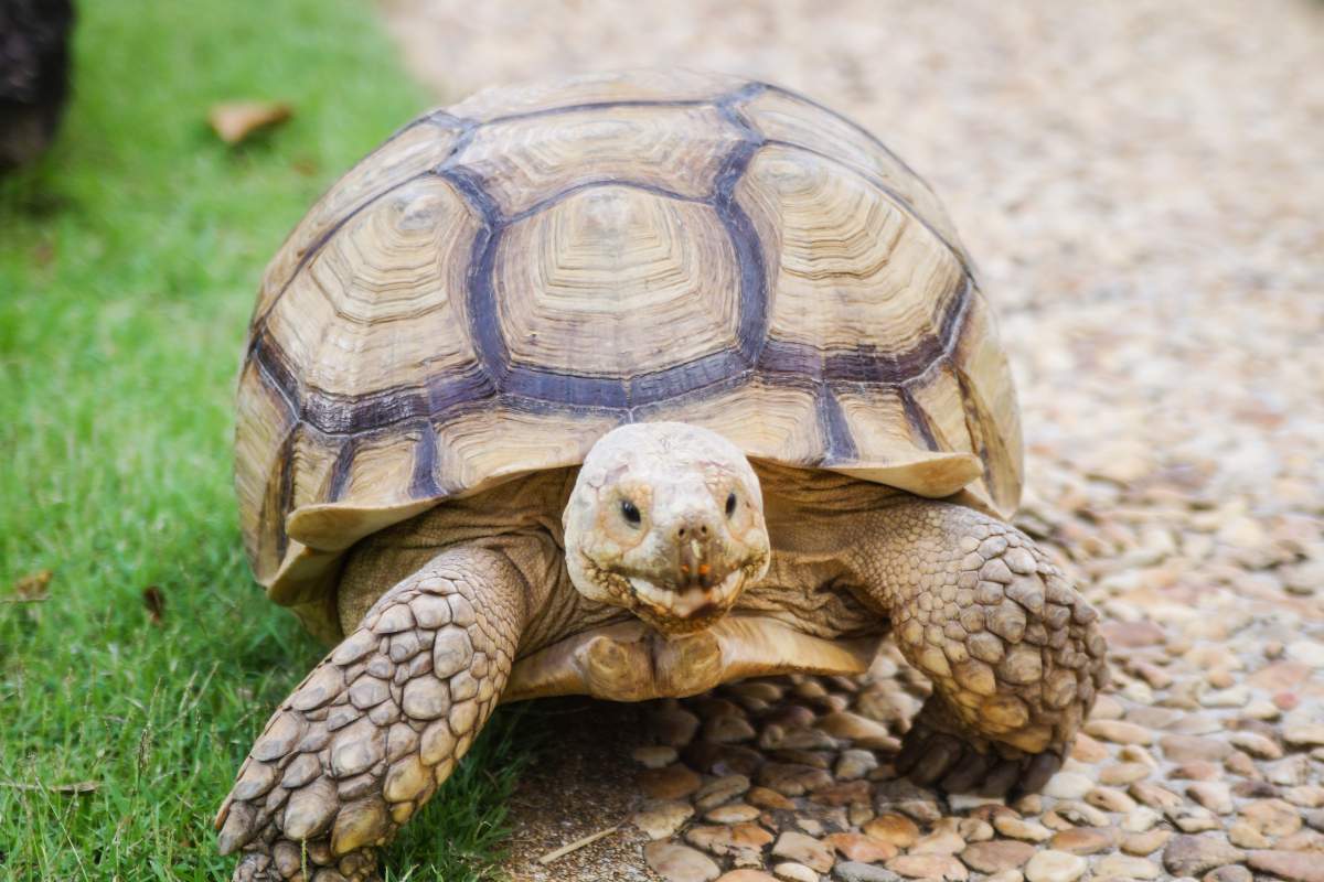 A common snapping turtle is seen in this file photo. Police in Belleville say a large snapping turtle was found in a garbage bag along with a BB gun Thursday.
