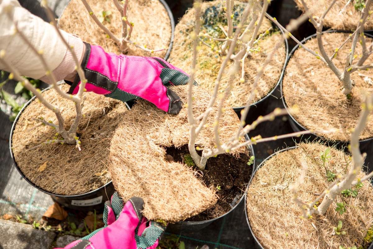 Frost protection on flowers in pots.