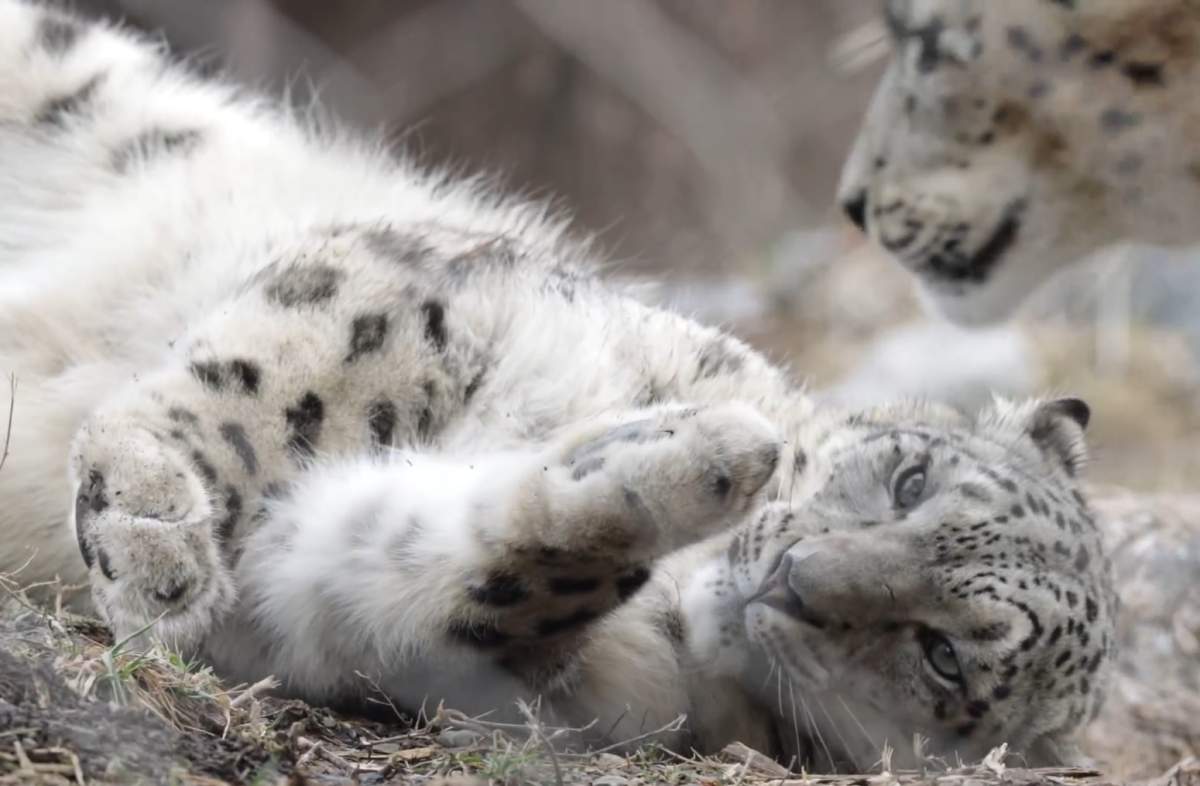 Jita Toronto Zoo snow leopard