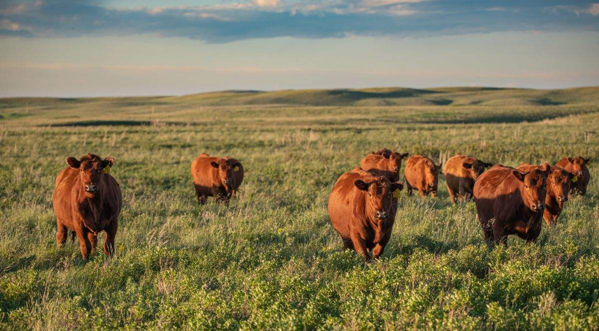 The McIntyre Ranch in southern Alberta is shown in this undated handout image provided by the Conservancy of Canada. An agreement to protect a sprawling ranch in southern Alberta from development is the largest of its kind in the country, the Nature Conservancy of Canada says, and will allow the family that owns it to continue raising cattle there.