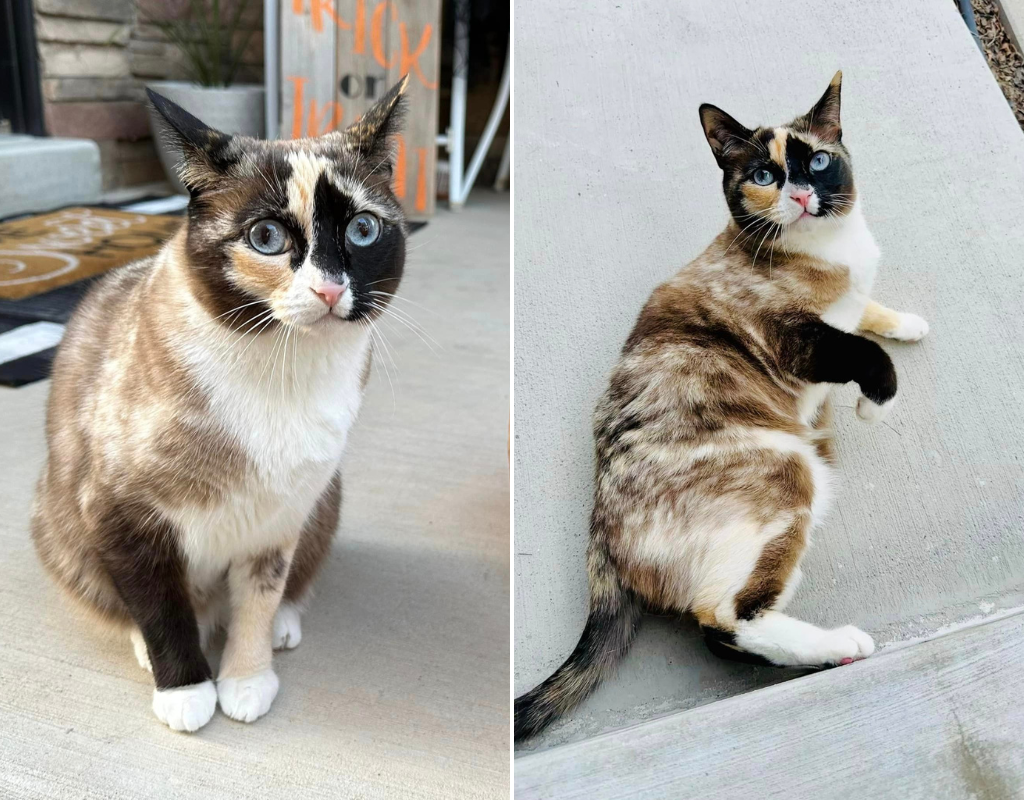 Galena the cat was reunited with her Utah family after accidentally being shipped to Los Angeles in an Amazon return package.