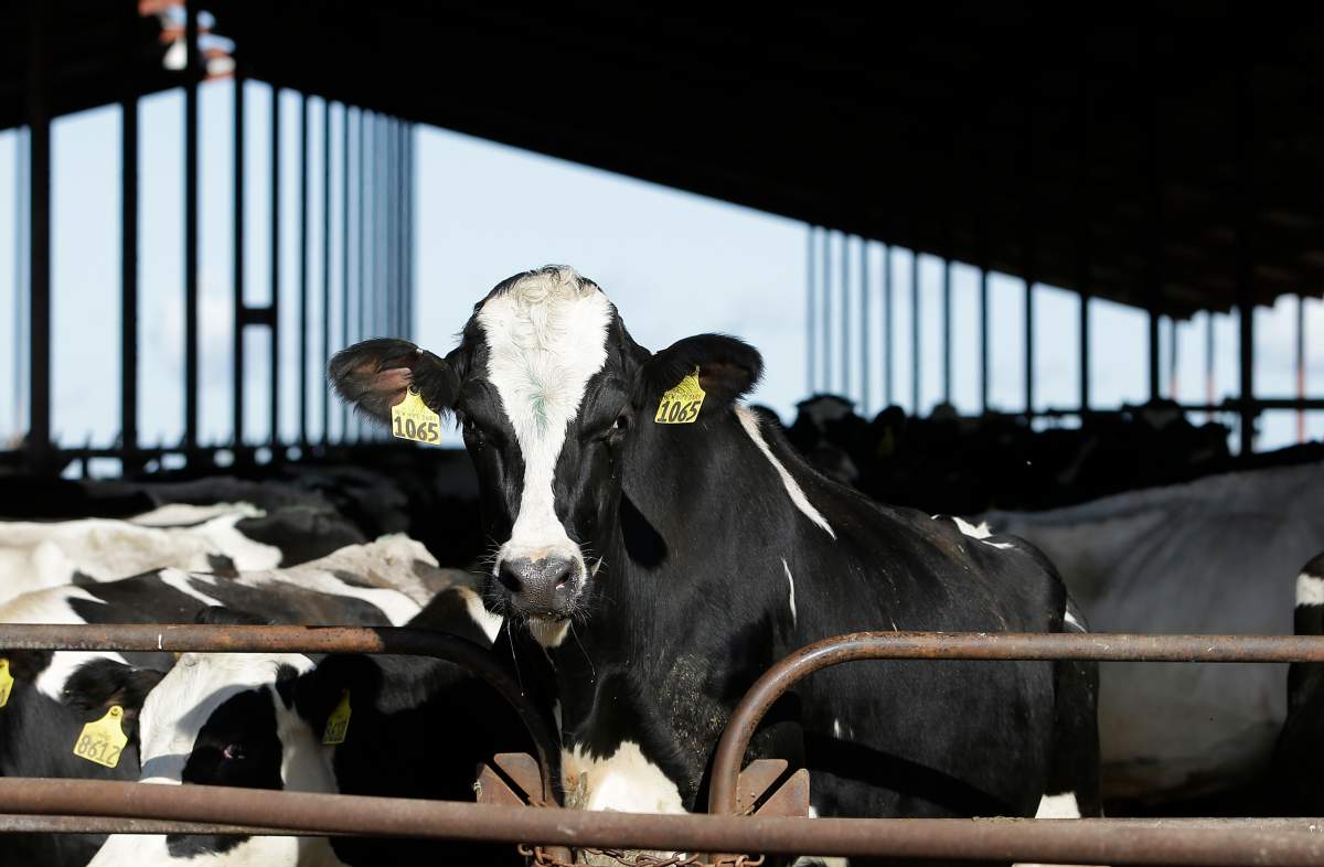 Bird flu dairy cows