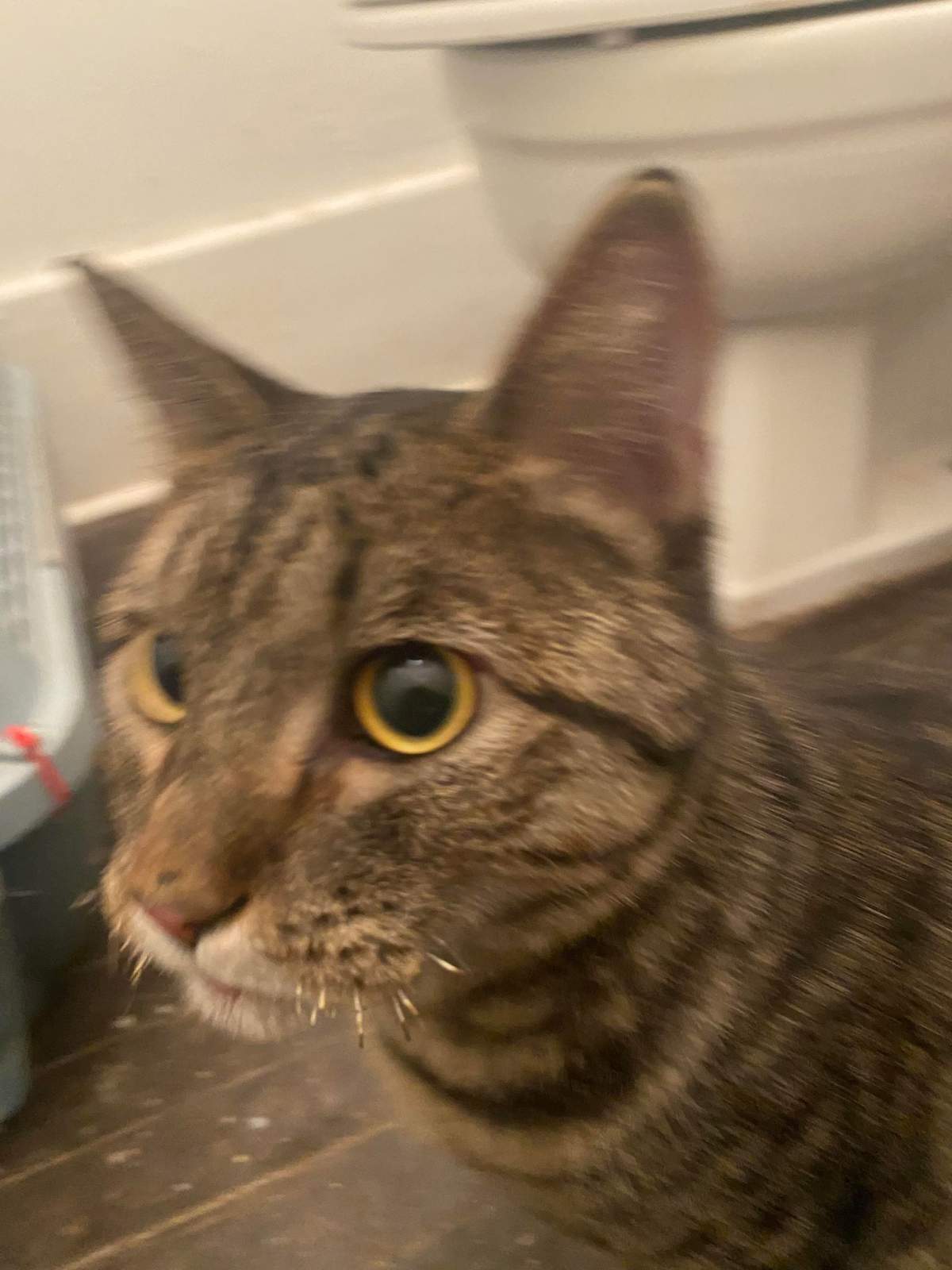 Officials say a cat that survived a fire at a downtown Edmonton apartment Thursday is expected to make a full recovery.