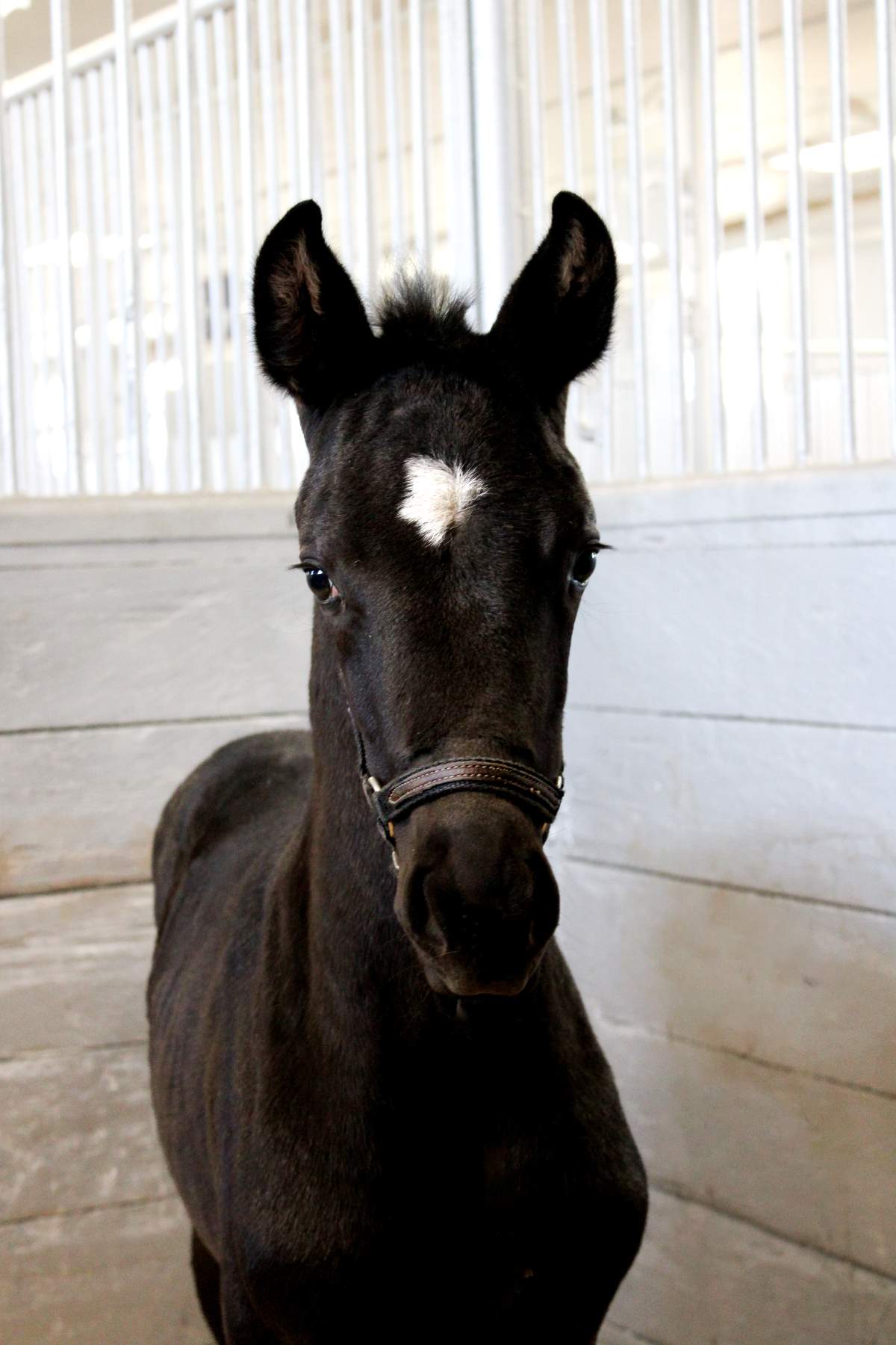 The RCMP is asking children to help name up to 10 young horses recently born in Ontario that could one day be part of the world famous Musical Ride.