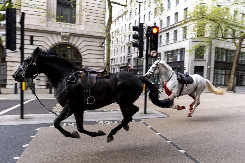 Two horses on the loose bolt through the streets of London near Aldwych