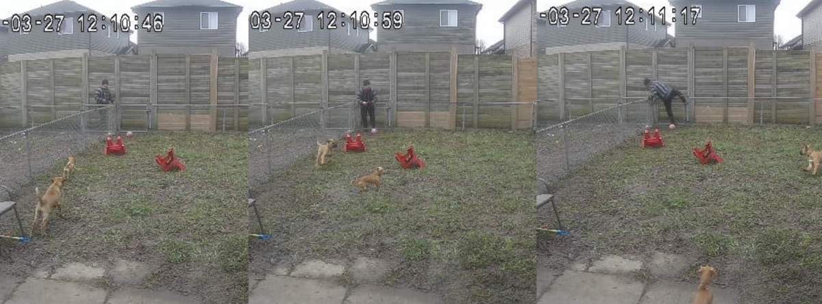 Three images of a man entering a fenced yard with two small dogs in it.