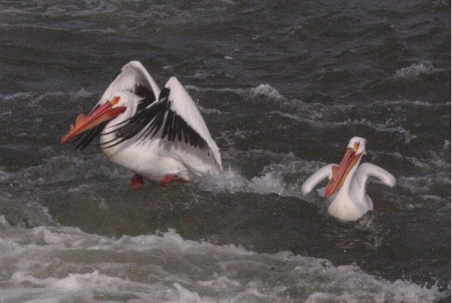 American White Pelican.