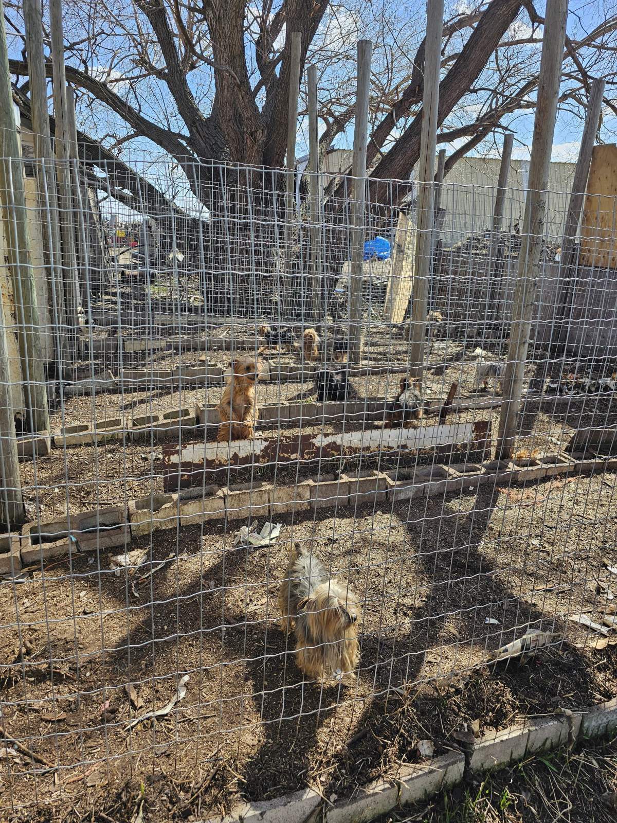 The Alberta SPCA seized over 50 dogs of various breeds from a property in Mountain View County.