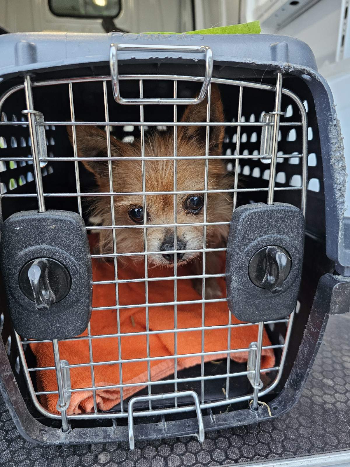 The Alberta SPCA seized over 50 dogs of various breeds from a property in Mountain View County.