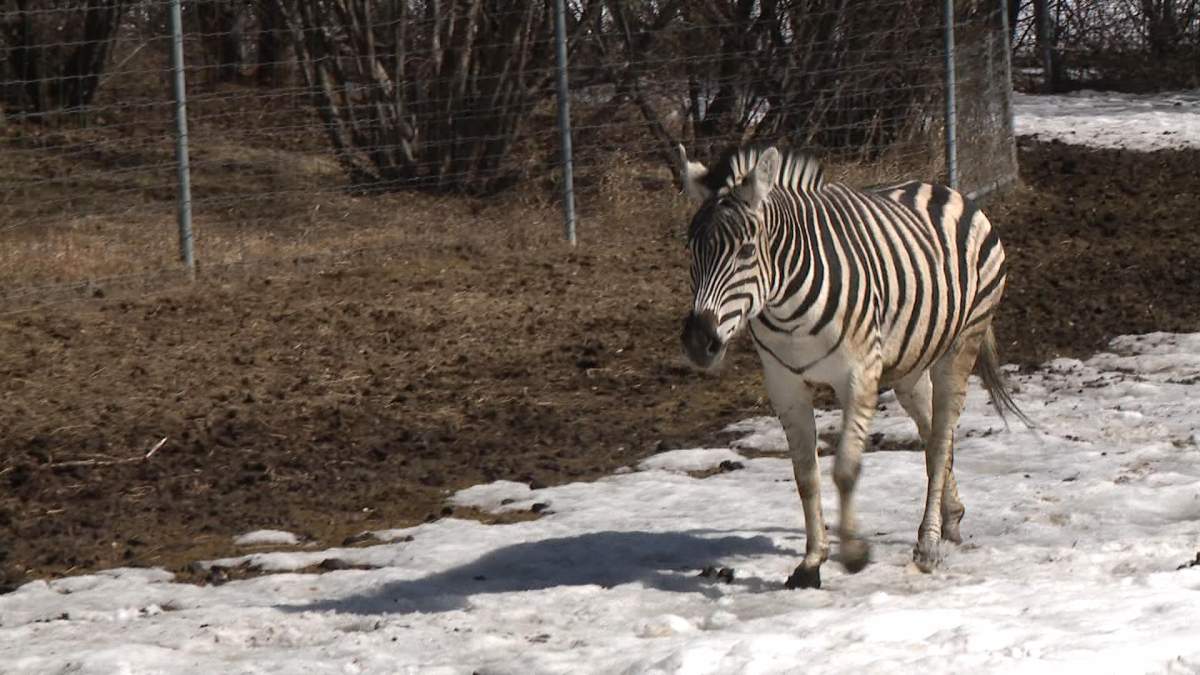 Saskatoon’s zebras are here to stay after ownership of them moved from the provincial government to the zoo.