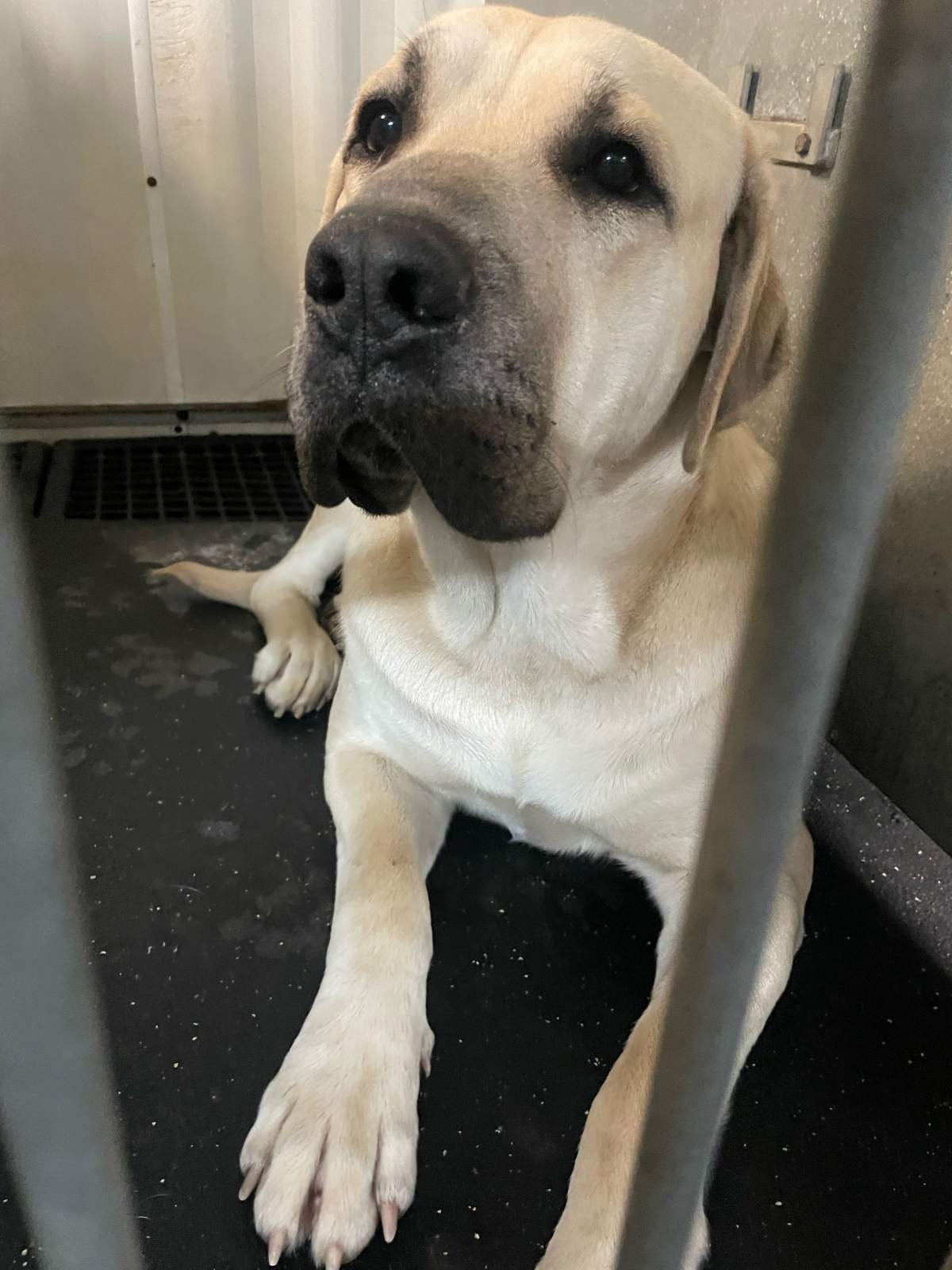 A dog laying in a kennel.