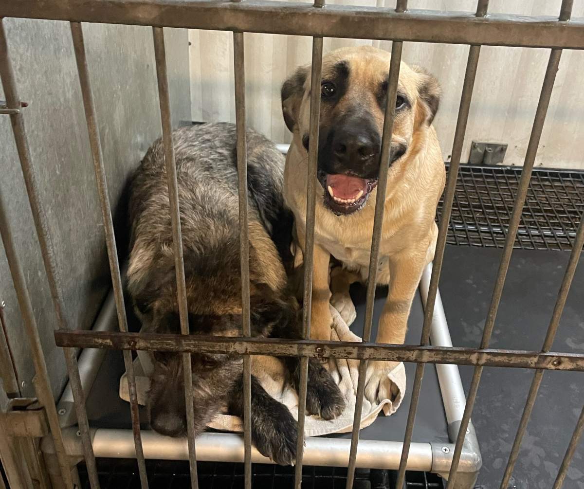 Two dogs in a cage.