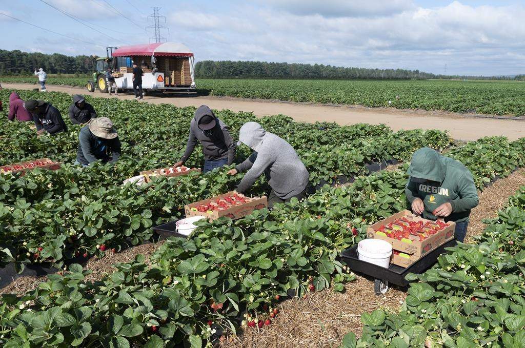 Migrant workers pick strawberries at a strawberry farm in Pont Rouge, Que., on August 24, 2021. 