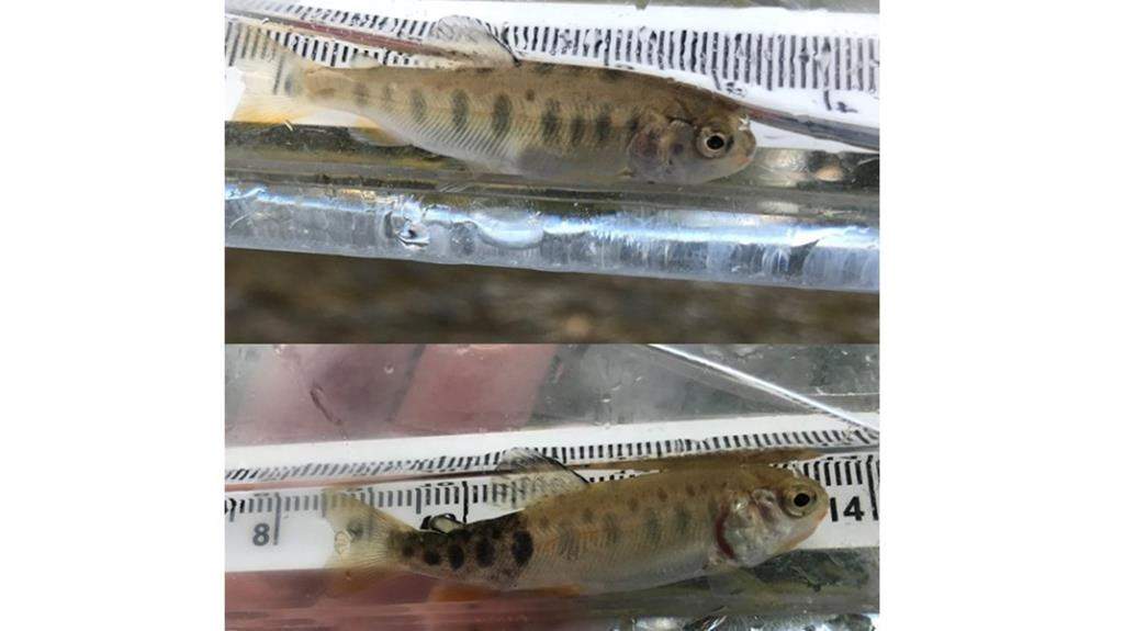 Two fish fry, one healthy (top), is compared with one infected with whirling disease (bottom).
