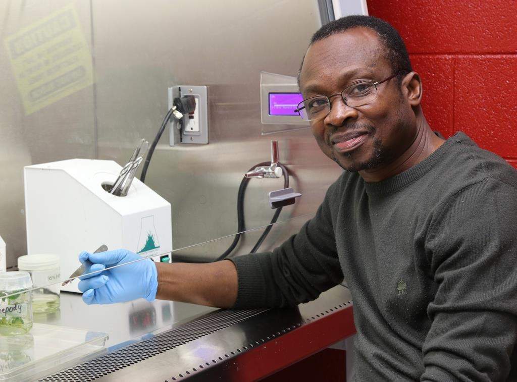 Agriculture and Agri-Food Canada scientists in Atlantic Canada are looking to develop a new breed of potato that is better adapted to the changing growing conditions brought on by climate change. Bourlaye Fofana, a research scientist at AAFC, is shown in an undated handout photo. Fofana leads a team in Charlottetown that has examined wild potato varieties that are native to the South American Andes and show potential to help develop a more drought-resistant potato. THE CANADIAN PRESS/HO-Agriculture and Agri-Food Canada, *MANDATORY CREDIT*.