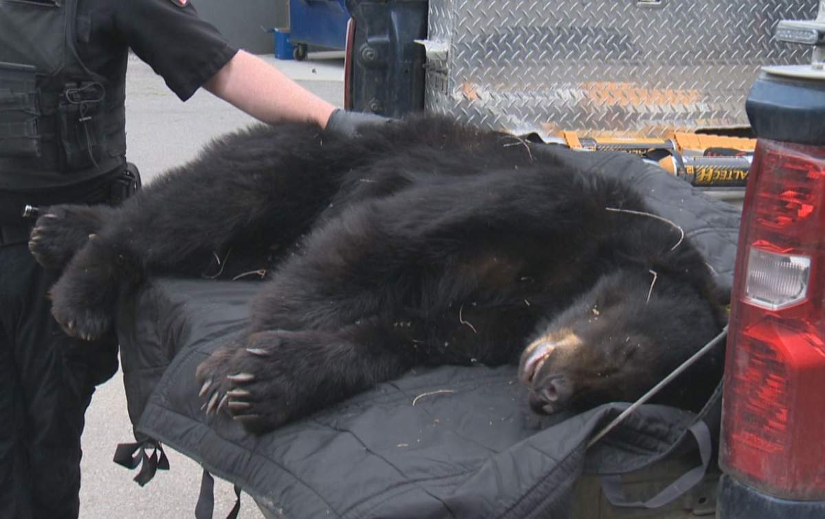 A member of the B.C. Conservation Officer Service answers questions beside the bear that was tranquillized near downtown Kelowna, B.C., on Friday, May 17, 2024.