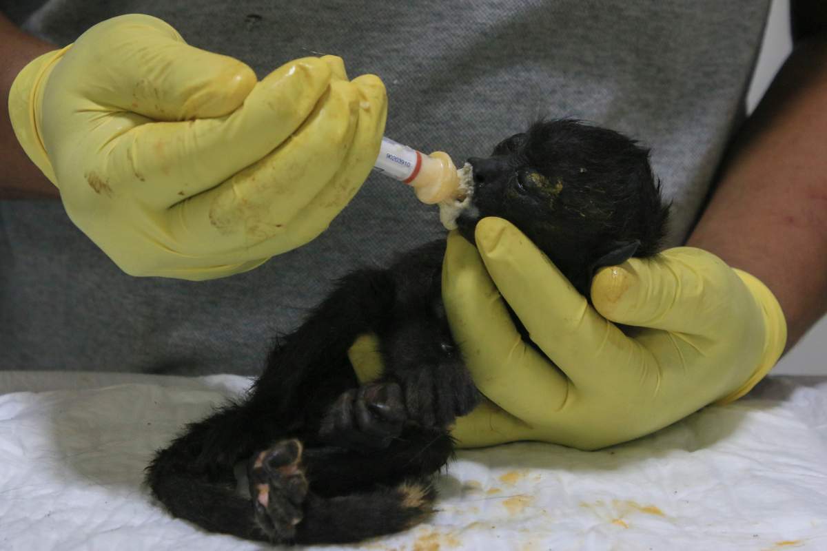 A veterinarian feeds a young howler monkey rescued amid extremely high temperatures in Tecolutilla, Tobasco state, Mexico, Tuesday, May 21, 2024. Dozens of howler monkeys were found dead in the Gulf coast state while others were rescued by residents who rushed them to a local veterinarian.