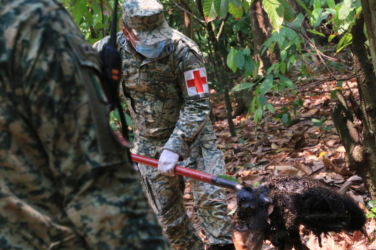 A soldier removes the body of a howler monkey that died amid extremely high temperatures in Tecolutilla, Mexico, May 21, 2024. Dozens of howler monkeys were found dead in the Gulf coast state while others were rescued by residents who rushed them to a local veterinarian.