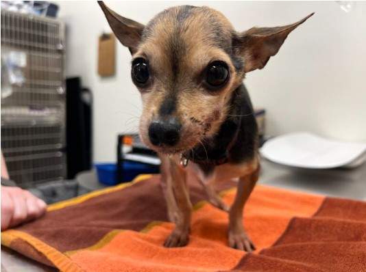 A Chihuahua dog on an orange blanket in a vet's office.