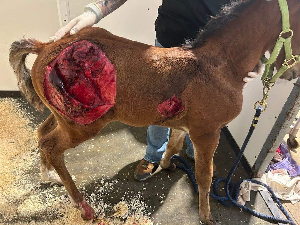 The injured TamRac Ranch foal on Tuesday, May 28, 2024.