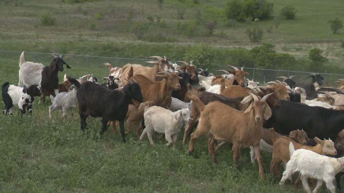 About 273 goats return to Wascana Hill from Elbow, Sask., for another year to provide a natural solution on weed control.
