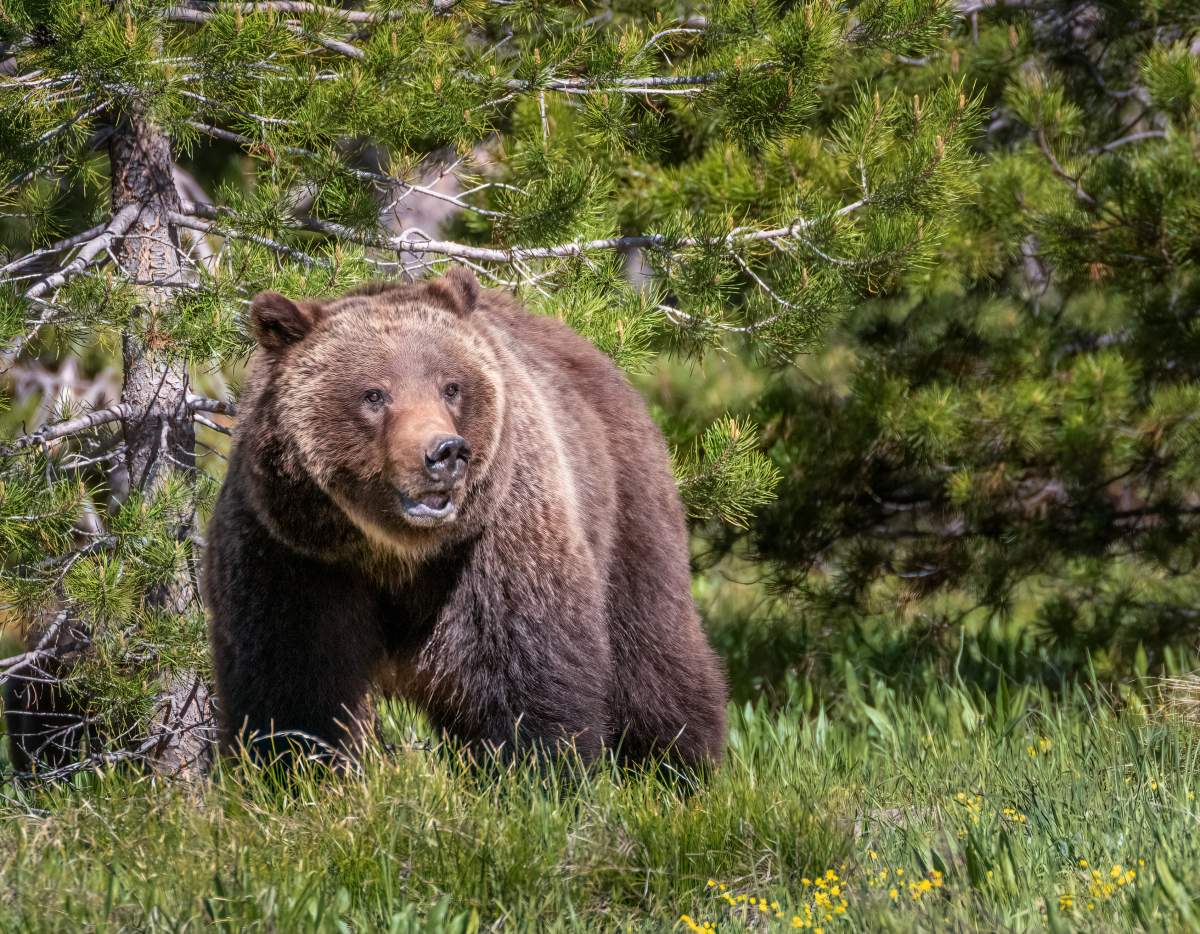 File photo of a grizzly bear in Grand Teton National Park in Wyoming.