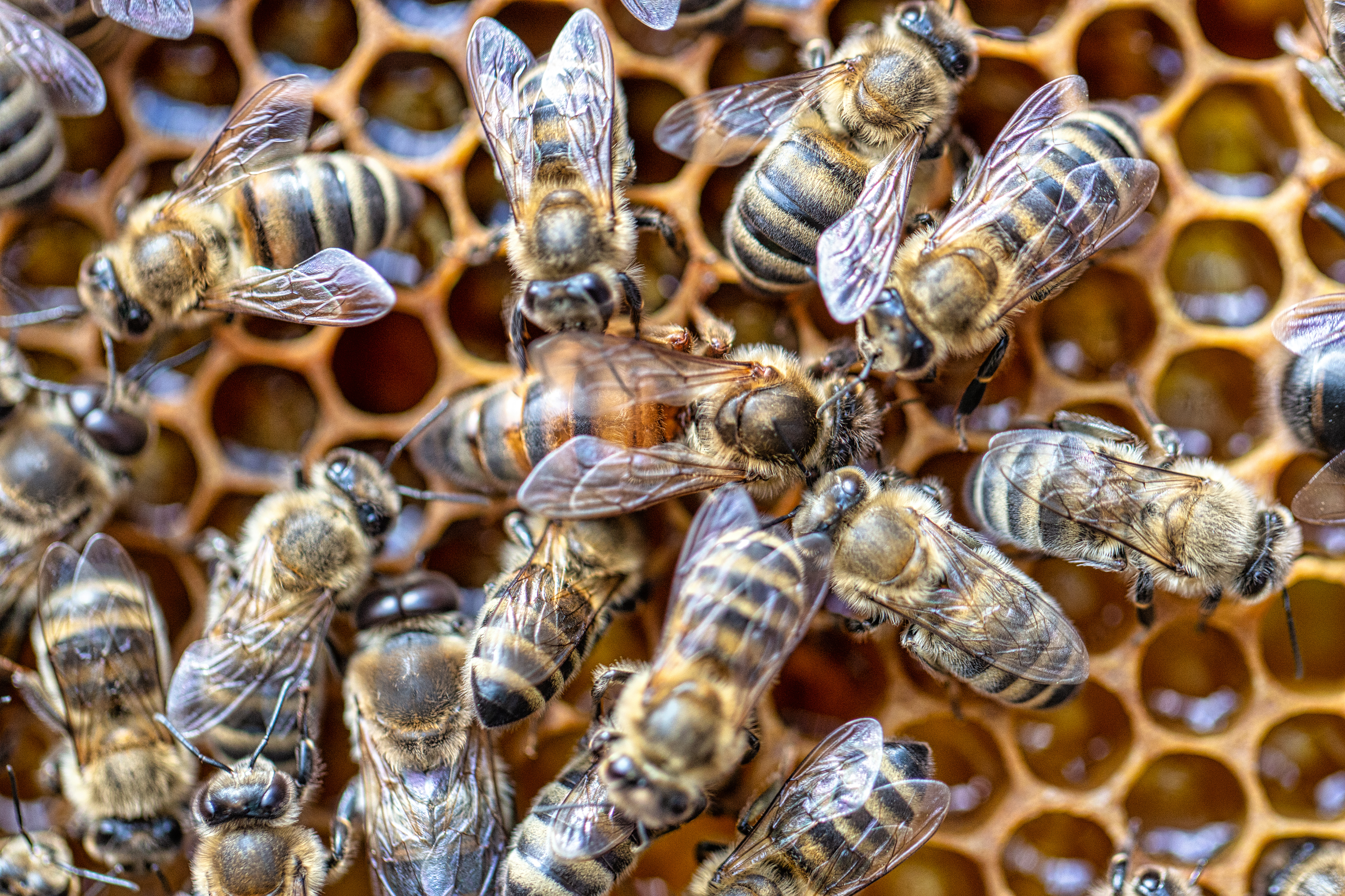 Queen bee. Inside the hive, worker bees surround the queen on the surface of the honeycomb with honey. Natural background, soft focus.