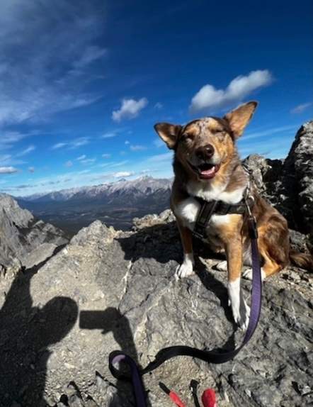 Although the search for a missing dog came to a sad ending, the idea of creating a non-profit organization dedicated to finding lost dogs was born. 