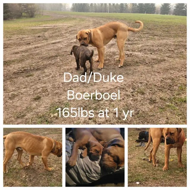 Photos from a Kijiji posting advertising a Boerboel was available as a stud dog near Beaumont.