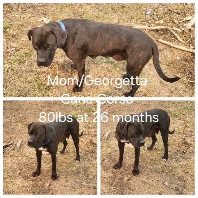 Photos from a Kijiji posting advertising Cane Corso/Boerboel mix puppies for sale near Beaumont.