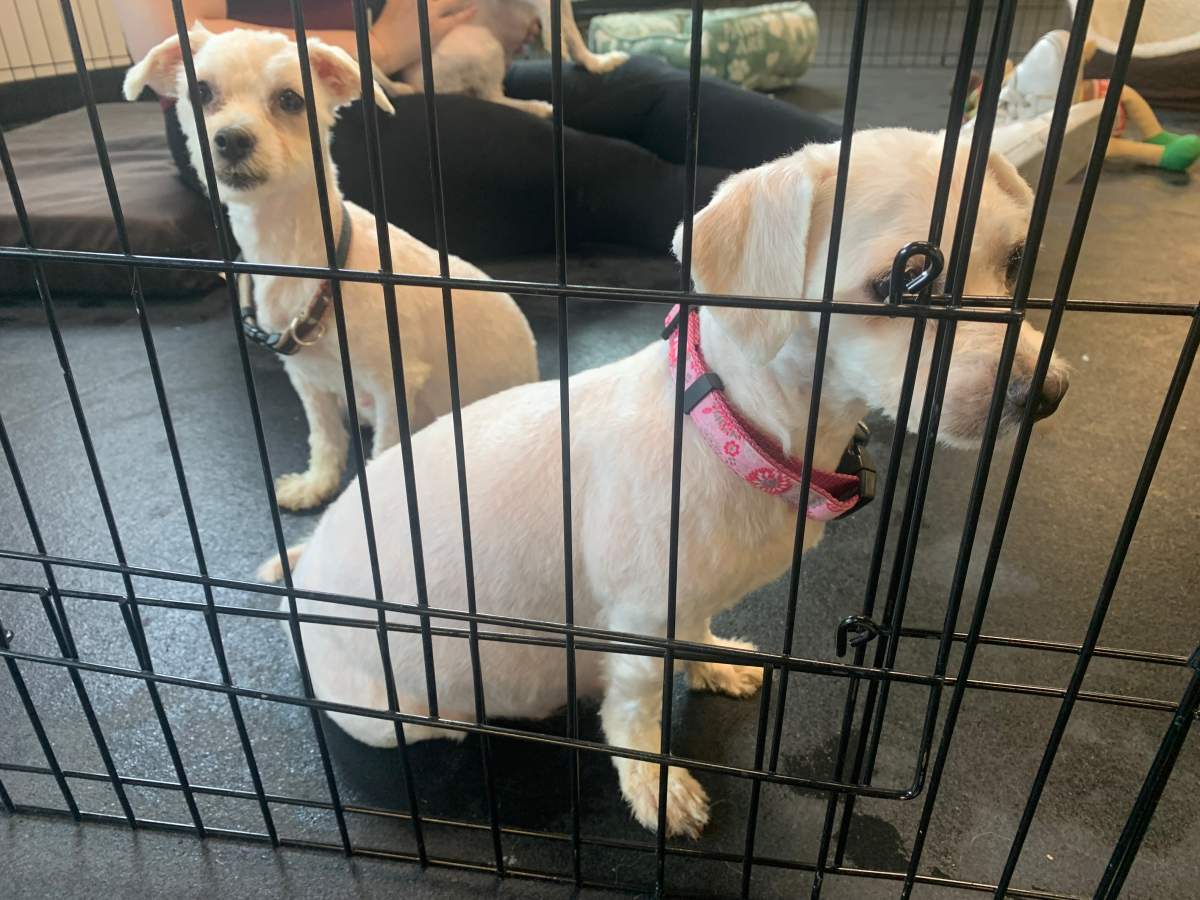 The 68 dogs who were rescued from a Winnipeg home Wednesday are getting some much-needed grooming.