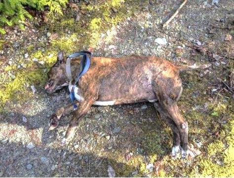 The dog was found shot and killed on a logging road east of Lake Cowichan on Vancouver Island.