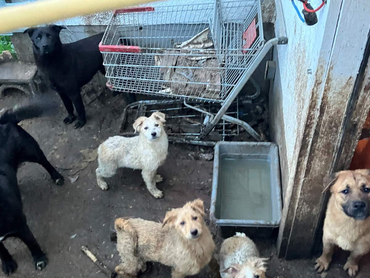 Ten of the animals had to be put down after their rescue, and many were displaying signs of injury.