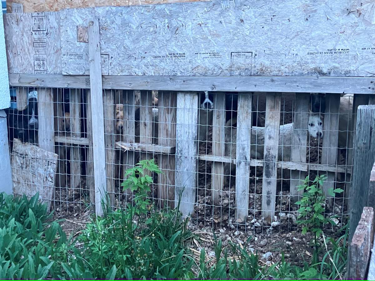 Some of the dogs can be seen behind a wooden fenced off area.