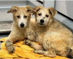 Regina Humane Society rescues 26 dogs from awful conditions, 10 put down - image