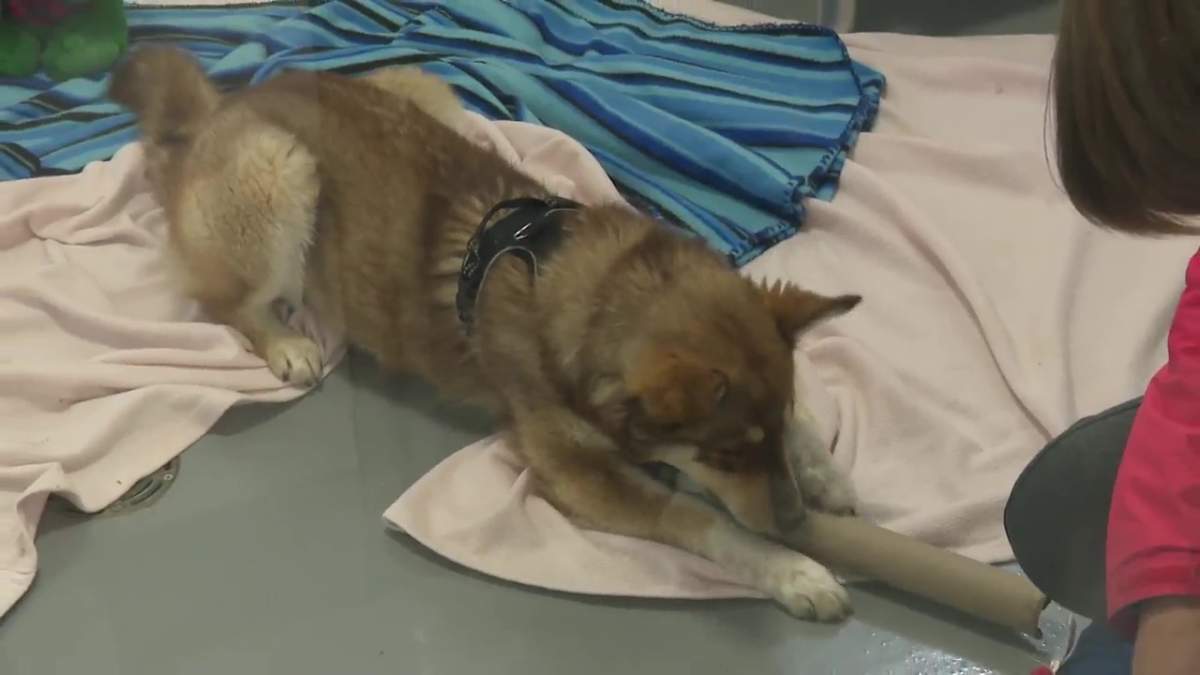 A volunteer spends time with a dog at the Calgary Humane Society.