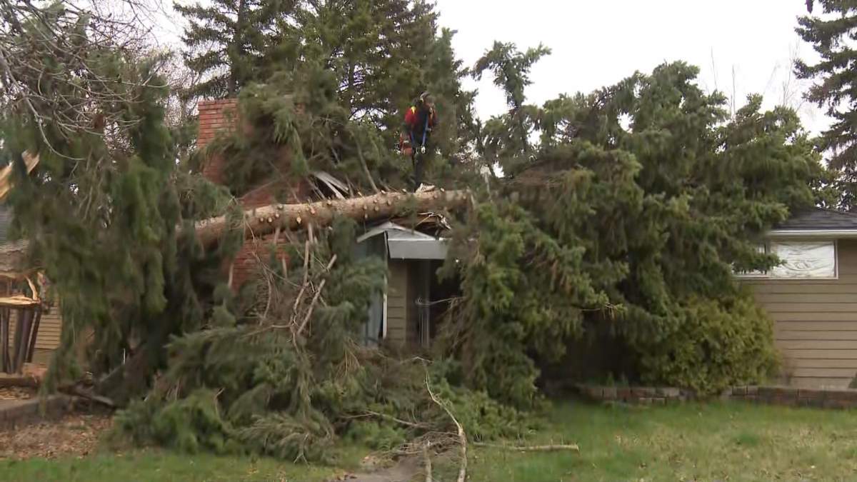 A downed tree in the southeast Calgary neighbourhood of Wildwood on May 7, 2024.