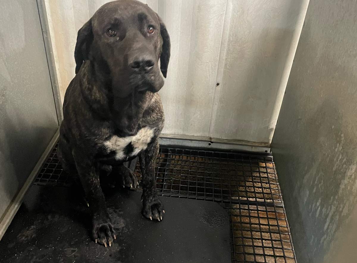 A dog laying in a kennel.