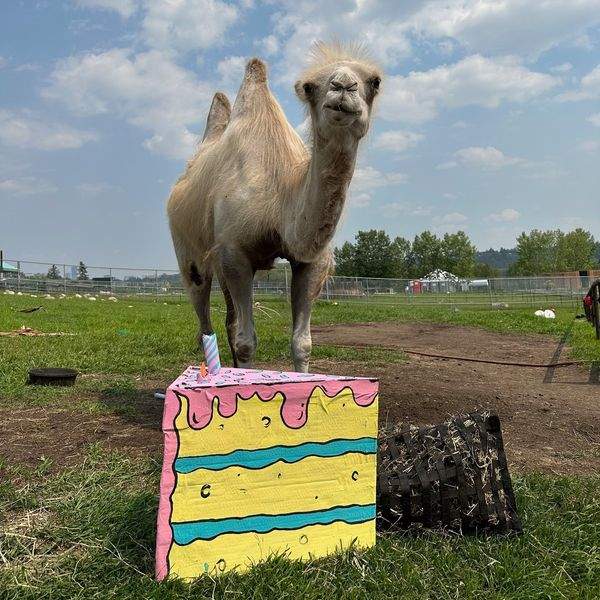 A beloved member of the Edmonton Valley Zoo’s camel family has been euthanized following complications from hyperparathyroidism.