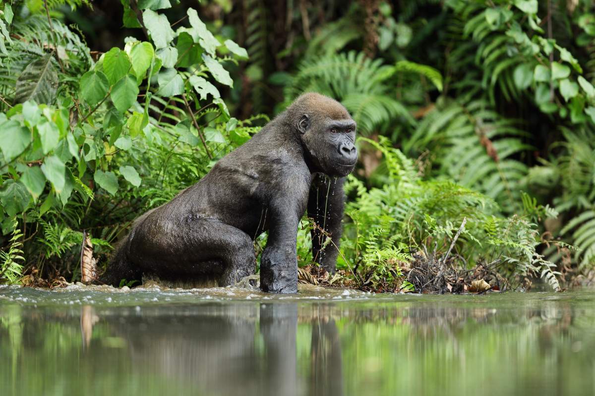 Zoo de Granby collaborates with conservation project in Cameroon, tracking gorillas.