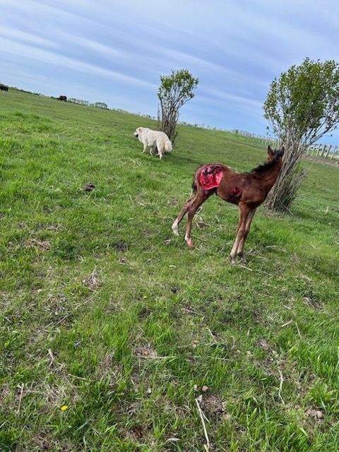 The injured TamRac Ranch foal in pasture with the farm's guard dog nearby on Tuesday, May 28, 2024.