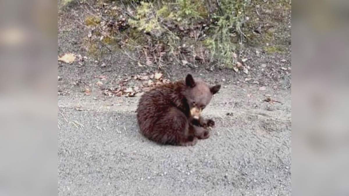 The orphaned bear seen in Bralorne, B.C.