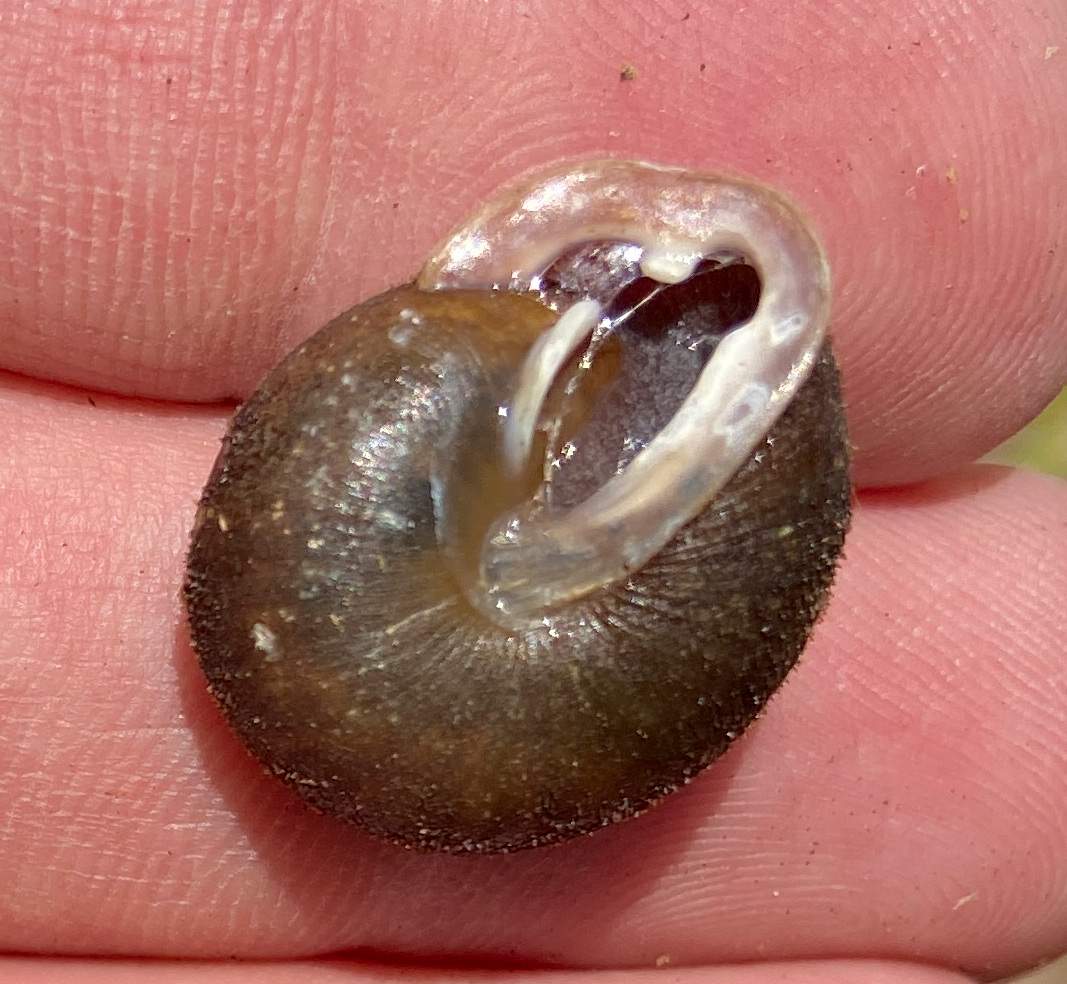The underside of the endangered Shagreen snail.