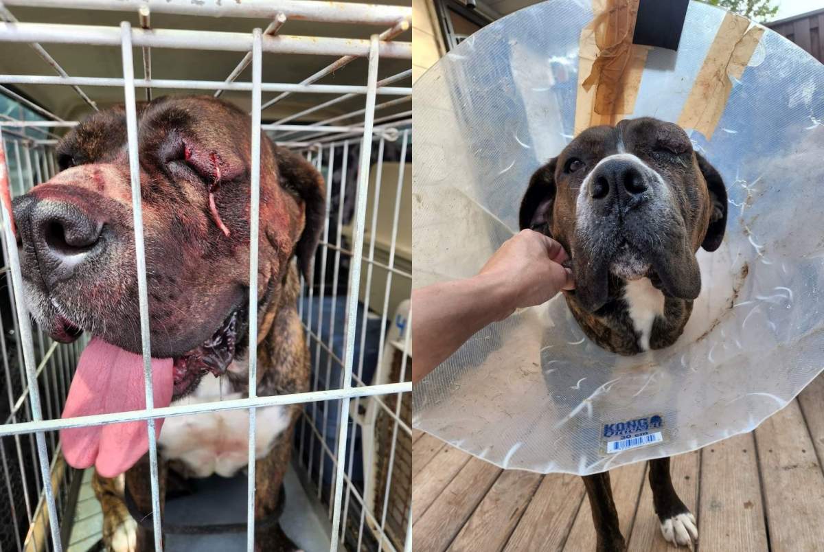 A photo of a dog with an injured eye next to a photo of the same dog in a cone.